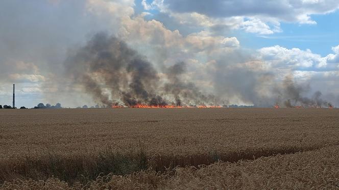 Pożar zboża na pniu w Baczynie pod Gorzowem