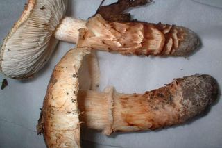 Gąska sosnowa to najdroższy grzyb świata. Rośnie w polskich lasach