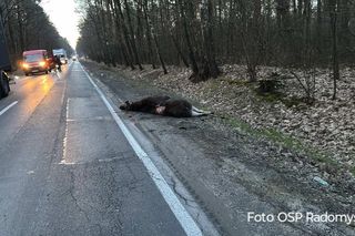 Auto zderzyło się z łosiem