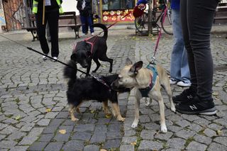 Wielki marsz adopciaków w Radomiu