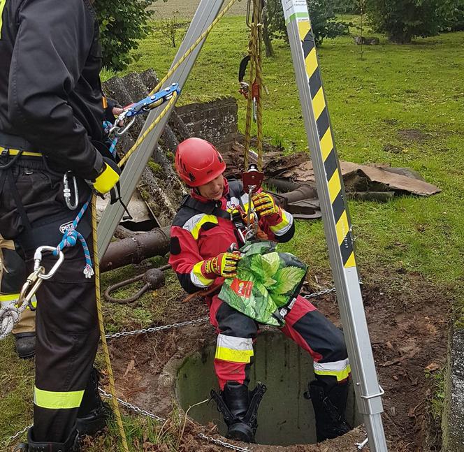 Strażcy wyciągneli  kota z 7- metrowej  studni