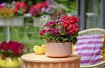 Pelargonie na tarasie