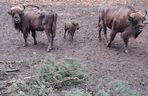 Młodą żubrzyczką w bydgoskim zoo opiekują się babcia i mama. Ona jest od chmur zawracania!