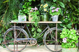 Pelargonie na 1001 sposobów – pomysł na rower itp.