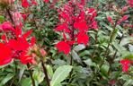 Lobelia szkarłatna