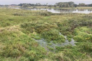 Rzeka Odra w Cigacicach