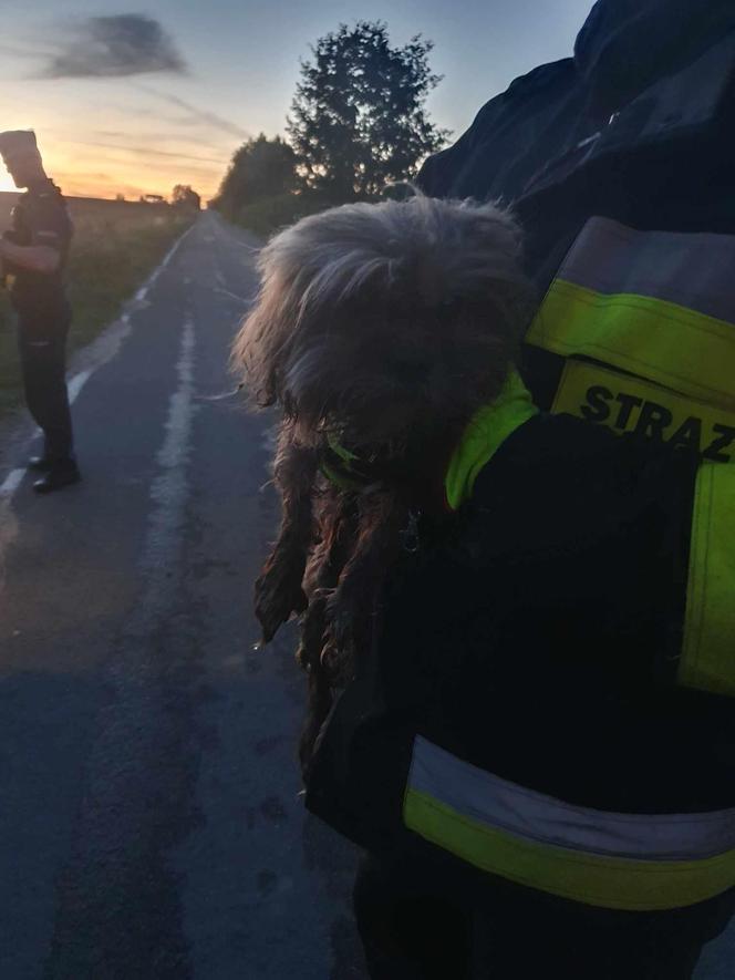 Chciał utopić psa. Zwierzaka uratowali strażacy 