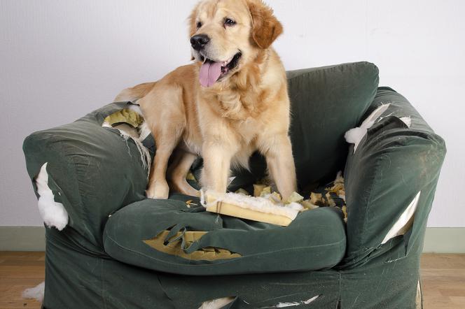 Lęk separacyjny u psa