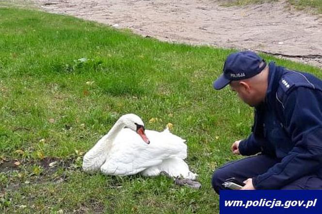 Łabędź Kubuś uratowany przez policję w Iławie