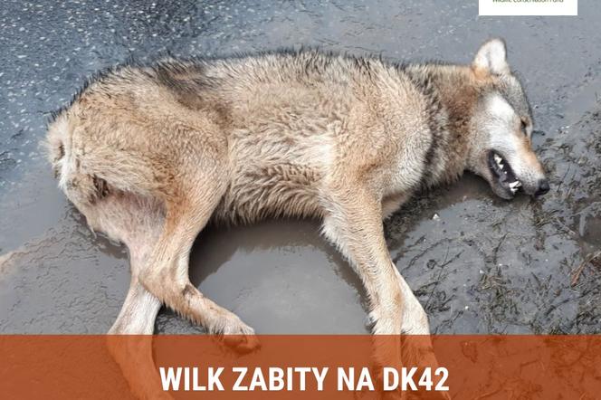 Wilk zabity na trasie krajowej Skarżysko - Końskie