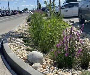 Tak wygladają ogrody deszczowe na parkingu przed terminalami Katowice Airport