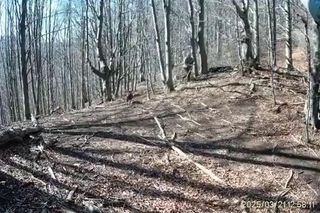 Atak niedźwiedzia na człowieka na Słowacji! Wideo mrozi krew w żyłach