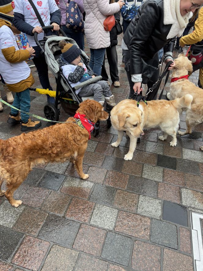 Golden Retriever WOŚP w Poznaniu