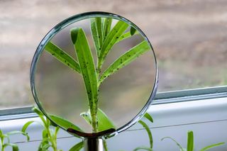 Zagotuj w wodzie i spryskaj mszyce na kwiatach doniczkowych, a pozbędziesz się ich raz na zawsze. Napar ochroni rośliny przed szkodnikami. Domowy oprysk na mszyce na kwiatach doniczkowych