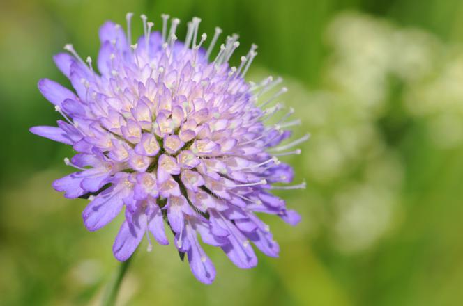 Driakiew purpurowa - Scabiosa atropurpurea