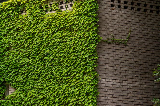 Willa Romualda Gutta na Kolonii Profesorskiej w Warszawie