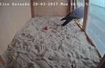 Gniazdo sokoła wędrownego w Policach