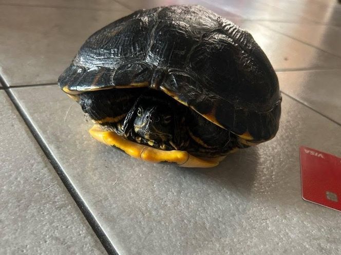 Żółw na drodze niedaleko Wschowy. Policja szuka właściciela