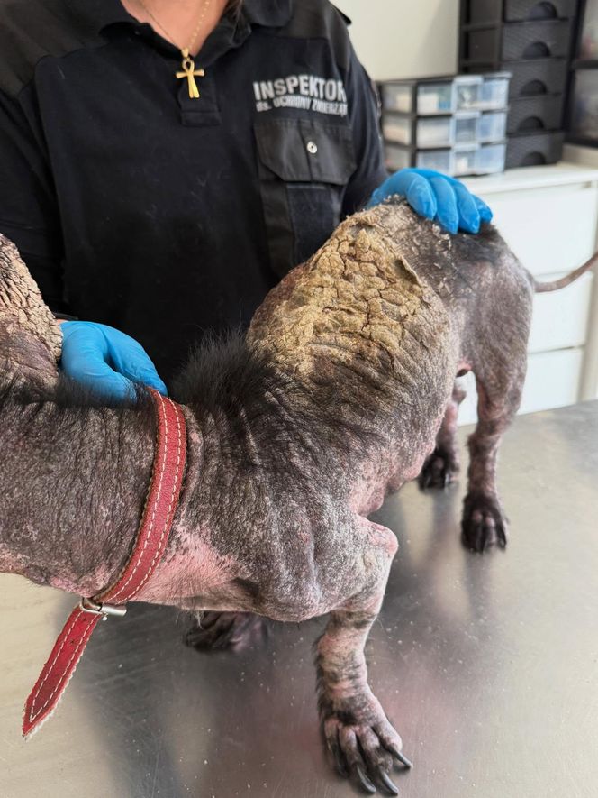 Studentka prawa nie pomogła psu