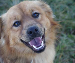 Ponad 200 złotych miesięcznie za adopcję psa! Tak władze miasta walczą z bezdomnością zwierząt 