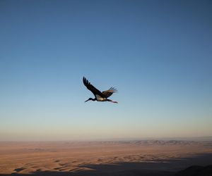 Bocian czarny z Łódzkiego. Jego niezwykła trasa do Nigerii zaskoczyła naukowców