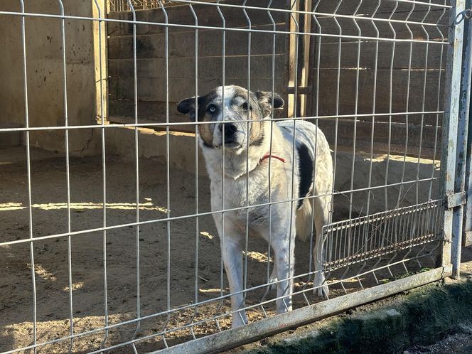 Przygotowania do nadchodzącej zimy. Odwiedziliśmy olsztyńskie Schronisko dla zwierząt [ZDJĘCIA]