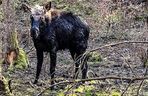 Łoś utkwił w bagnie po uszy! Z pomocą ruszyli strażacy