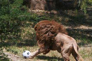 Lwy grają w piłkę