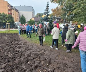 Posadzili żonkile w Lesznie. Dziś Europejski Dzień Walki z Rakiem Piersi