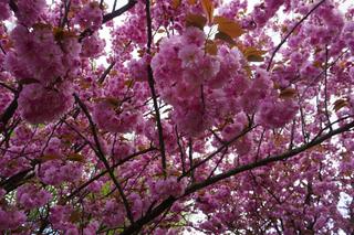 Bajeczna alejka na Pieczewie znów zachwyca. W tym roku drzewa zakwitły o miesiąc wcześniej [ZDJĘCIA]