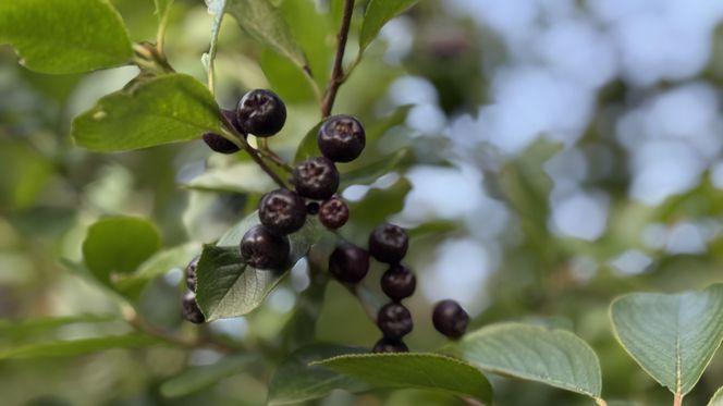 Aronia, krzew i owoce