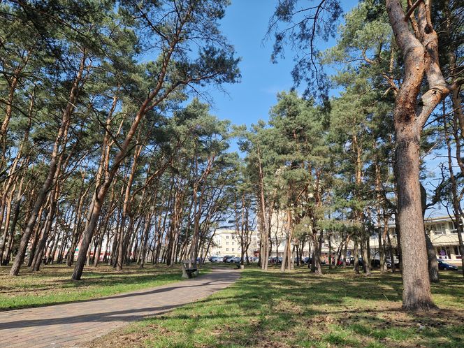 Historia wśród drzew! Tak żyje się na osiedlu Leśnym w Bydgoszczy