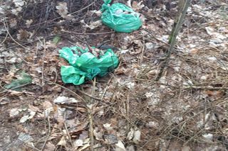 Szokujące znalezisko w lesie pod Bydgoszczą. Ktoś kozę zjadł, a resztek nie chciało mu się zakopywać, więc zostawił w reklamówkach