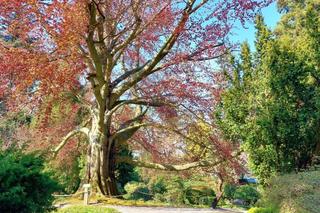 Arboretum Wojsławice pod Wrocławiem