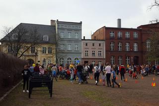 Zające chodzące i z czekolady w centrum Leszna