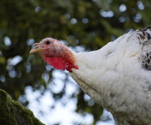 Potwierdzono nowe ogniska ptasiej grypy. Jedno z nich na Podkarpaciu 