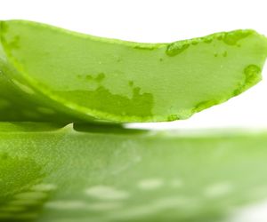 Cudowny aloes. Nauka potwierdziła korzystne działanie aloesu