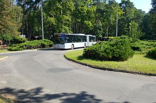 Pierwszy kurs autobusu przegubowego w Grudziądzu