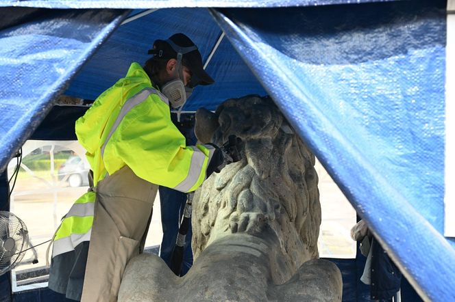 Renowacja koszalińskich lwów