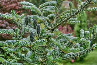 Jodła koreańska 'Silberlocke' = 'Horstmanns Silberlocke' - Abies koreana 'Silberlocke' = 'Horstmanns Silberlocke'