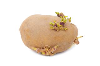 Kiedy ziemniak jest trujący? Substancje toksyczne w zielonych ziemniakach