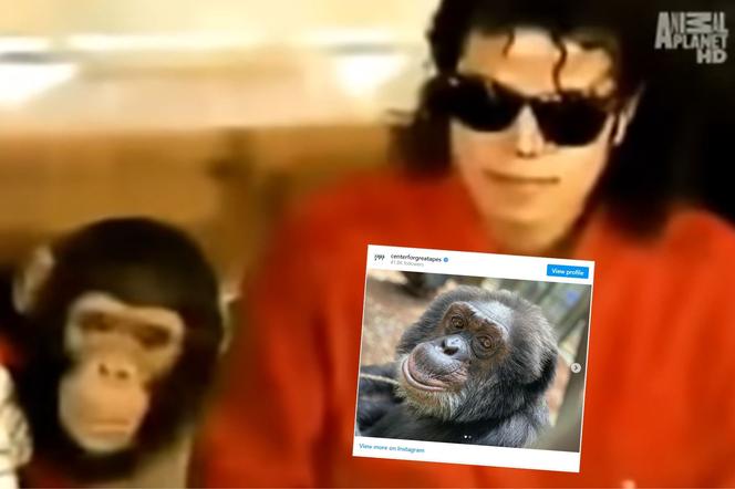 Michael Jackson traktował TEGO szympansa jako najlepszego przyjaciela. Szokująca relacja