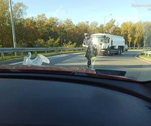 Policjanci uratowali łabędzia. Ptak błąkał się po zabrzańskim odcinku DTŚ