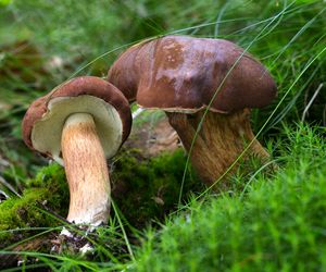 Podgrzybek brunatny – król jesiennych lasów! Dlaczego warto go jeść i co dobrego robi dla zdrowia?