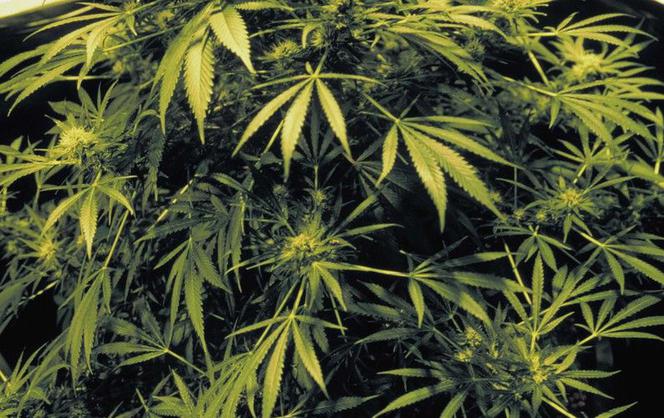 marihuana