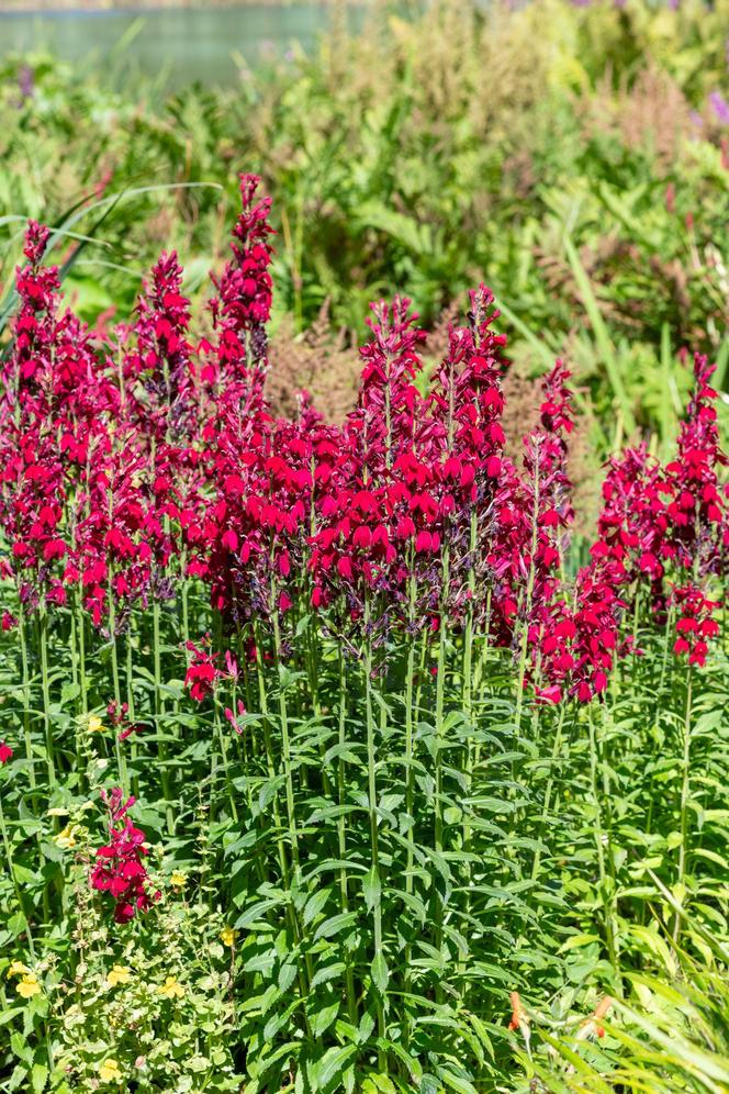 Lobelia szkarłatna