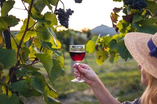 Przez 4 lata będą codziennie pić wino. Nowe badanie może zmienić zalecenia WHO