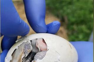 Cesarskie wyklucie bociana