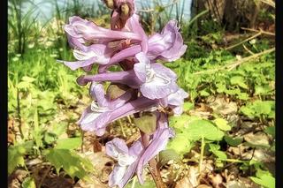 Staw Młyński na Naramowicach w Poznaniu