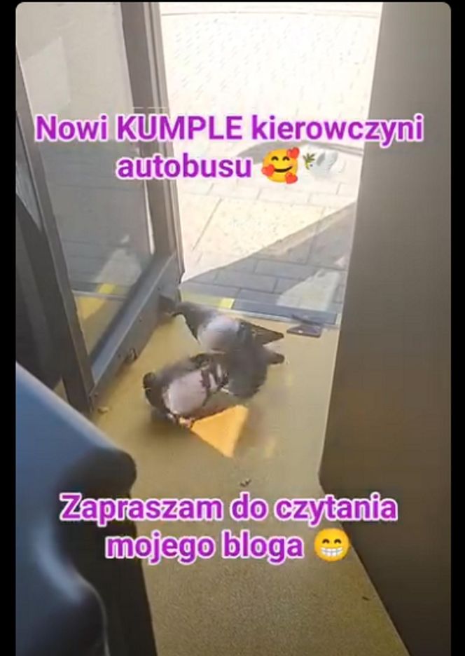  Jamnik za 799 złotych! Kierowczyni autobusu w Warszawie ukarana za maskotkę na szybie. „Chcę walczyć z tym absurdem”